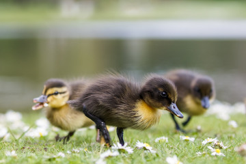 Cute Mallard ducklings (Anas platyrhynchos) feeding among daisies
