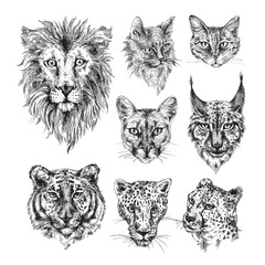 Collection of different cats.