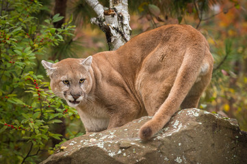 Adult Male Cougar (Puma concolor) Snarls Behind Rock