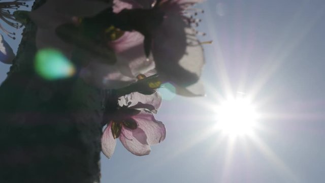 Flares and clear blue sky and deciduous peach fruit tree flowers 4K 2160p 30fps UltraHD footage - Sun over Prunus persica with spring flowers close-up 3840X2160 UHD video 