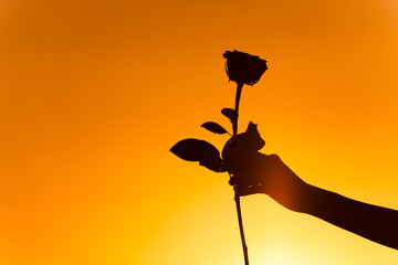 Silhouette of hand holding beautiful rose. 