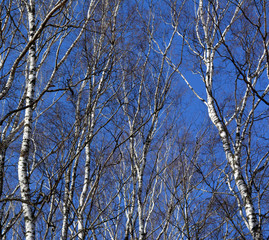 Beautiful birch grove in spring against the blue sky, nature, landscape, texture, background