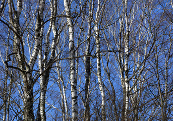 Beautiful birch grove in spring against the blue sky, nature, landscape, texture, background