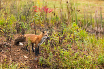 Red Fox (Vulpes vulpes) Gazes Right