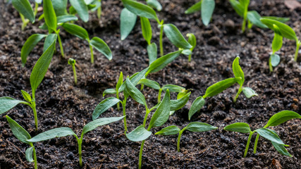 seedlings of eggplant, tomato, sweet peppers growing in a transparent container on the window in the earthen soil in a Sunny day