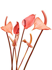 Flaminggo Lily Flowers © Le Do
