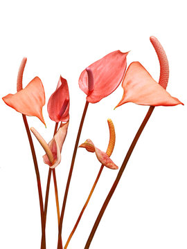 Fototapeta Flaminggo Lily Flowers