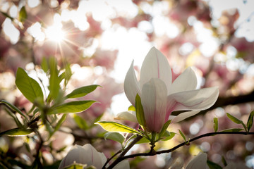 Rosa Magnolienblüten im Frühling 