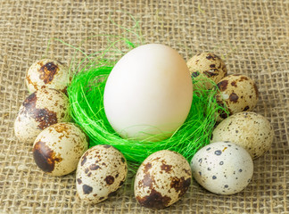 one white egg lying on the filler sisal green light green color surrounded by quail eggs on a wooden table