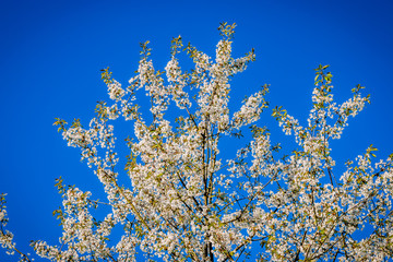 Cerisier en fleurs au printemps