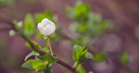 Spring flower - close up