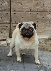 Obraz premium Portrait of pug dog