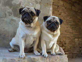 Portrait of two pug dogs.