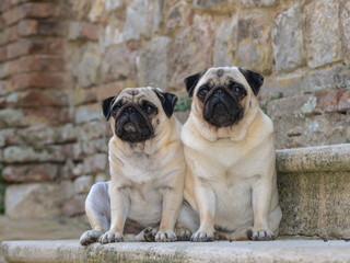Obraz premium Portrait of two pug dogs.