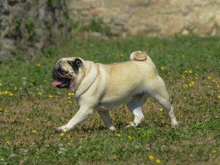 Portrait of pug dog