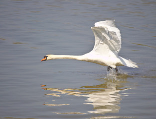 Mute swan taking off from the water