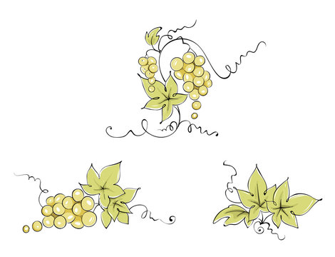 Design elements -- vine / Set graphic vector illustration, grapes drawing sketch