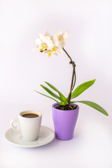 A cup of coffee and a small white orchid on a white background