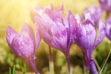 Beautiful violet crocus flowers growing on the dry grass, the first sign of spring. Seasonal sunny easter background.