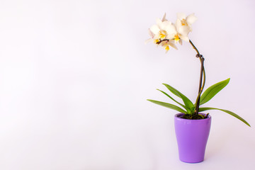 A small white orchid in a pot on a white background. Free space for text.