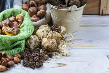 Spring and summer garden works - plant summer flowers, bulbs, seeds, roots