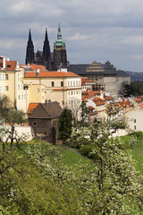 Obraz premium Spring Prague gothic Castle with the green Nature and flowering Trees, Czech Republic