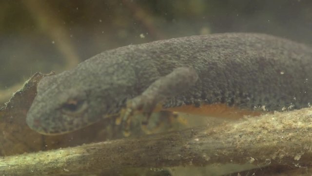 Alpine newt in a pond 