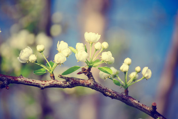 Apple tree flower blossoming at spring time, floral background