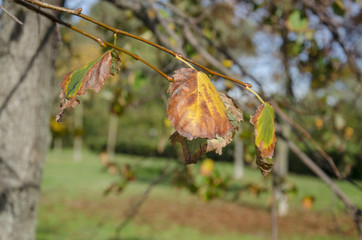 Autunno di periferia