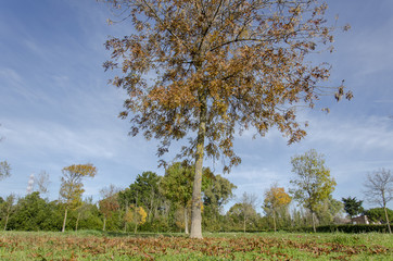 Autunno di periferia