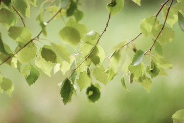 Sunny young green spring leaves of birch tree, natural eco seasonal background with copy space