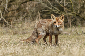 Fototapeta premium Red fox in nature