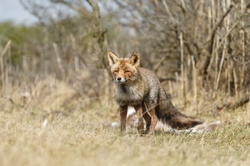 Red fox in nature