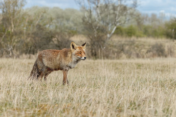 Red fox in nature during springtime
