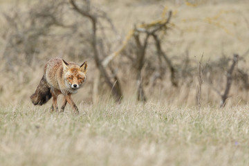 Red fox in nature during springtime
