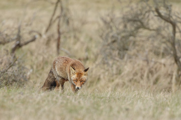 Red fox in nature during springtime
