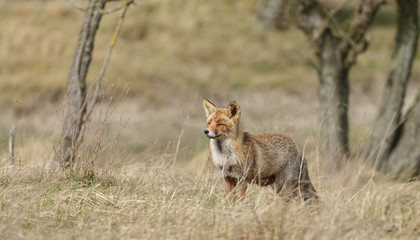 Red fox in nature during springtime
