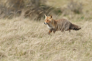 Red fox in nature during springtime
