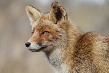 Red fox in nature during springtime
