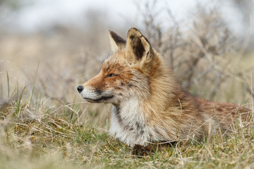 Red fox in nature during springtime
