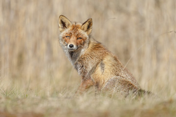 Red fox in nature during springtime
