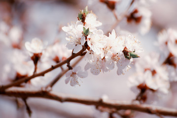 Obraz premium Apricot tree flower with buds and blossoms blooming at springtime, vintage retro floral background