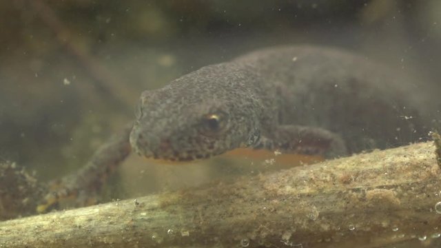 Alpine newt in a pond 