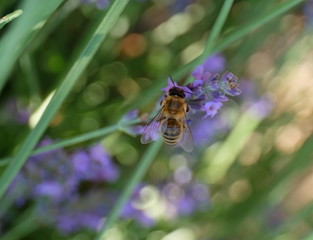 Fototapeta premium Une abeille sur fleur de lavande.