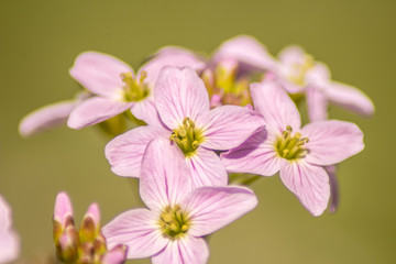 Fototapeta premium Frühlingsblume
