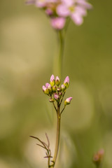 Fototapeta na wymiar Frühlingsblume
