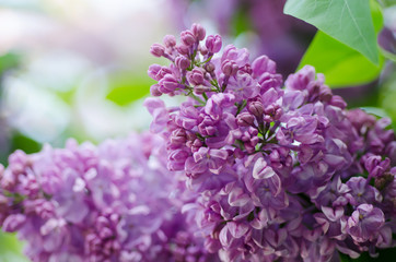 Branch of lilac purple flowers with green leaves, floral natural macro background, soft focus