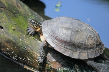 Fototapeta premium Turtle A turtle enjoys the sun on a tree trunk. 