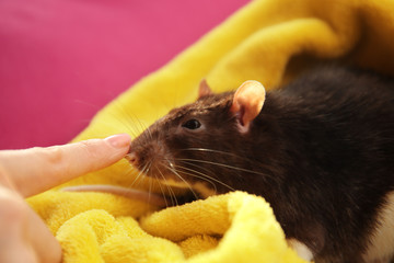 Hand of woman playing with cute funny rat at home, closeup
