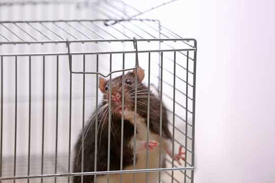 Cute funny rat in cage on light background
